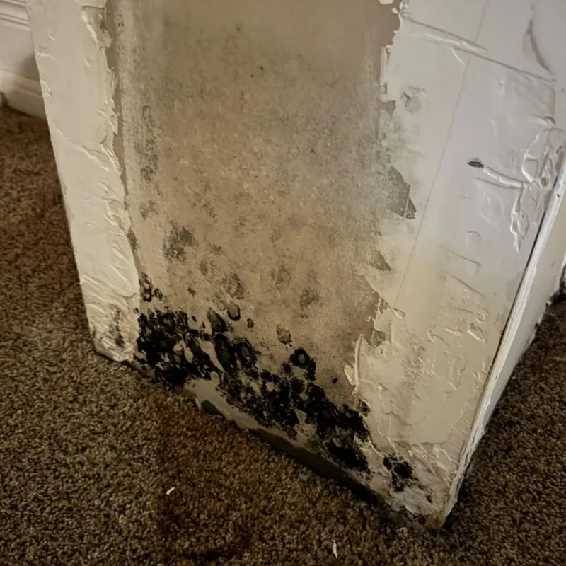 Professional Mold Removal in Leavenworth County, KS